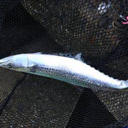 サゴシからツバスへ